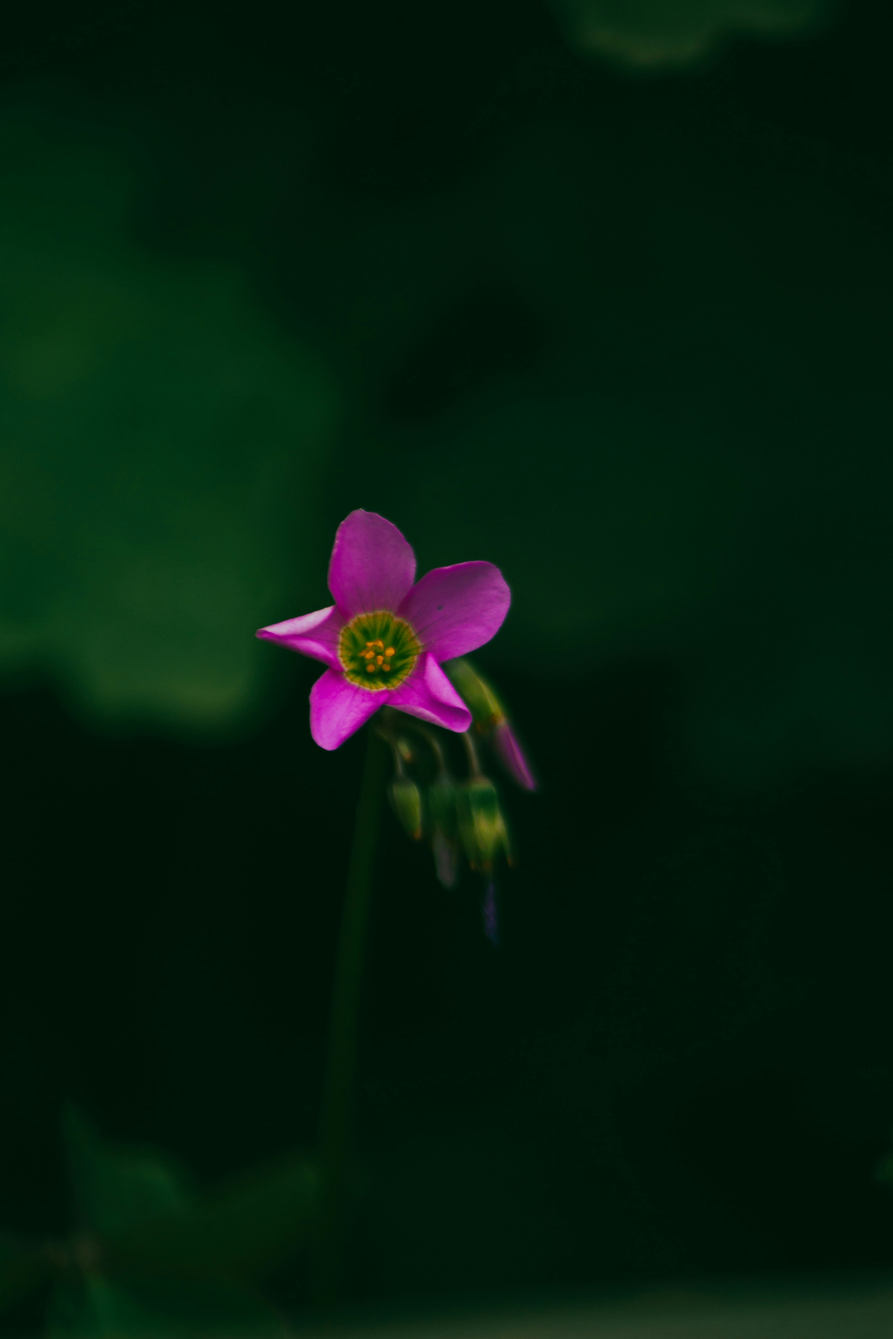 Photo by kushalmang1