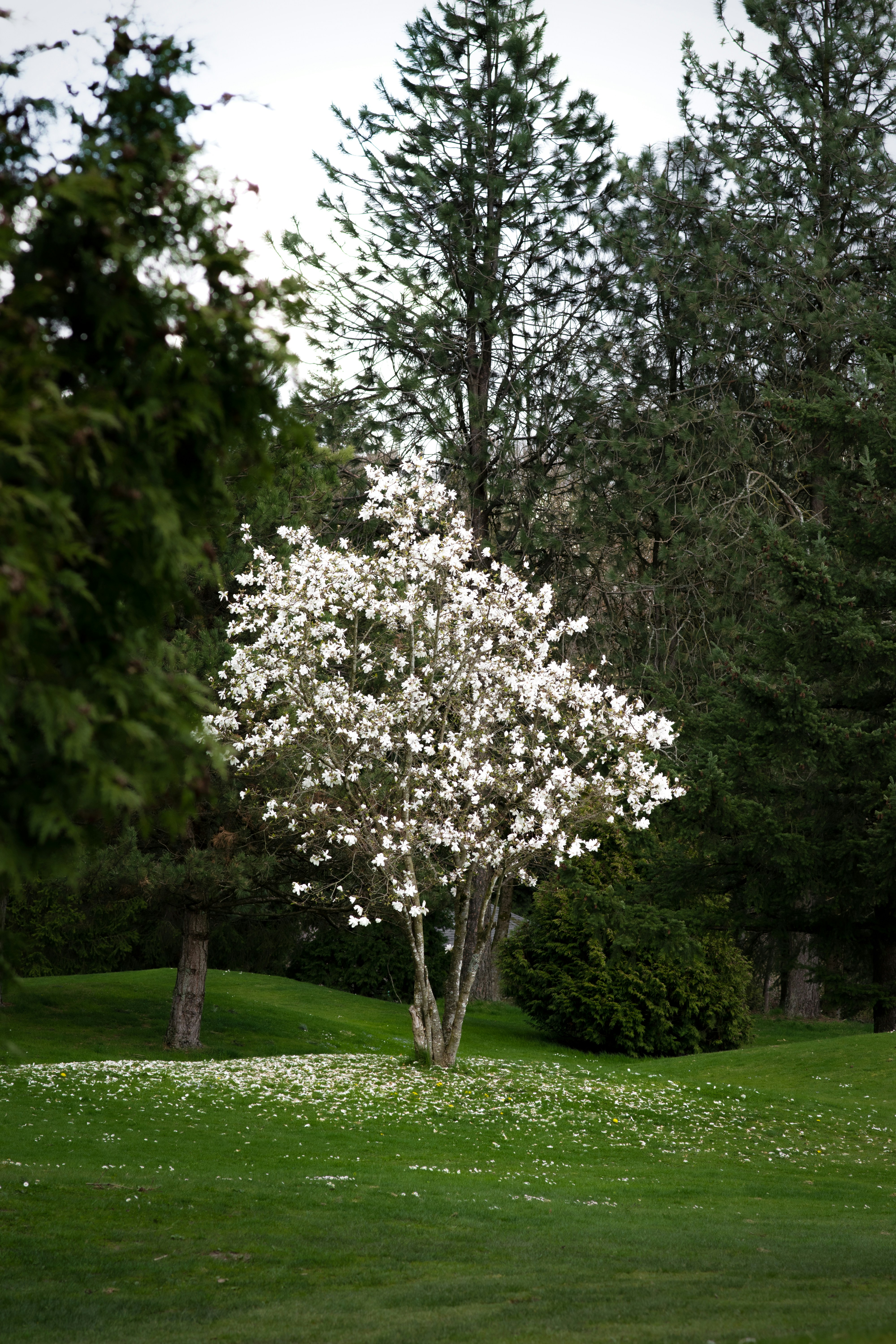 a tree with white flowers in a park