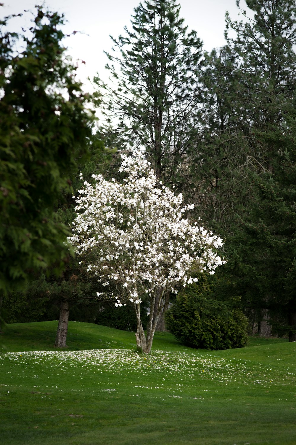 a tree with white flowers in a park