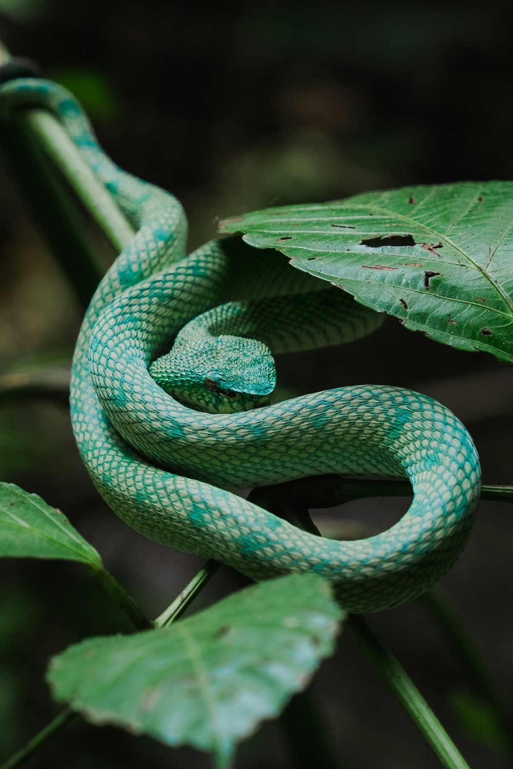 녹색 뱀이 나뭇잎에 웅크리고 있다