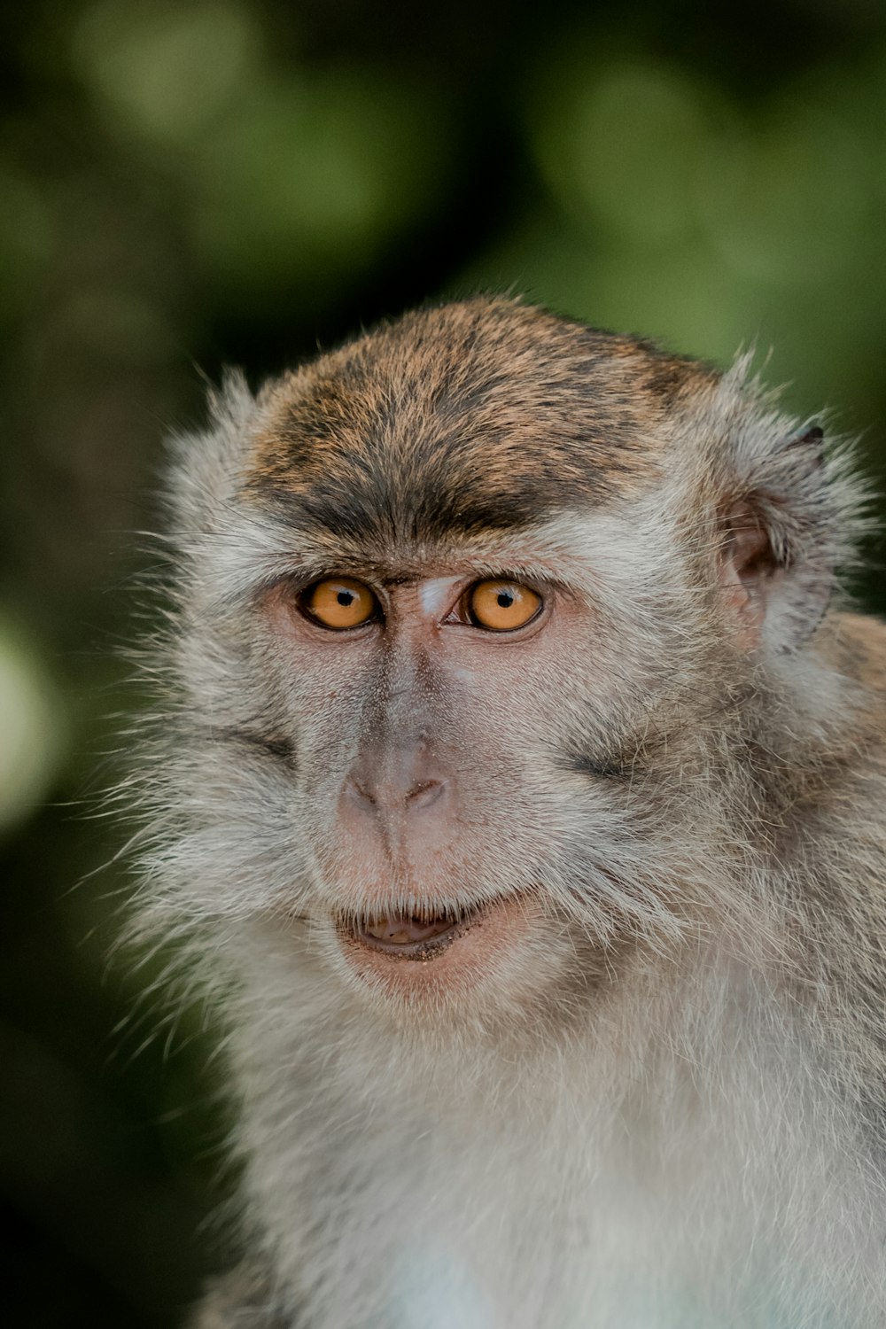 a close up of a monkey with a blurry background