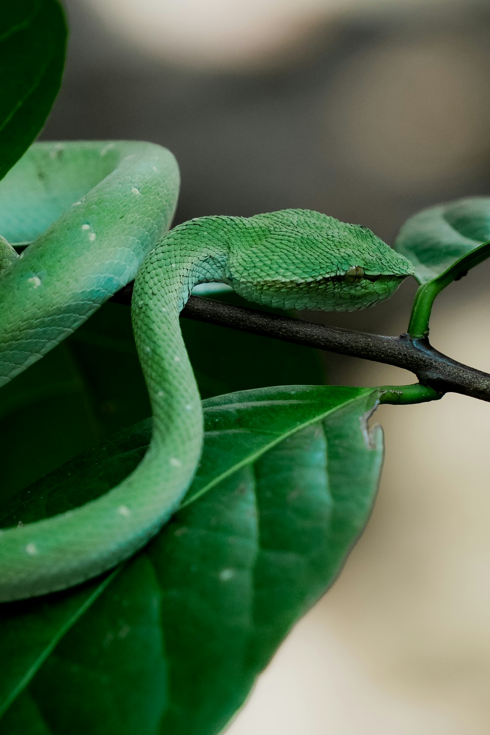 a green snake sitting on top of a leaf