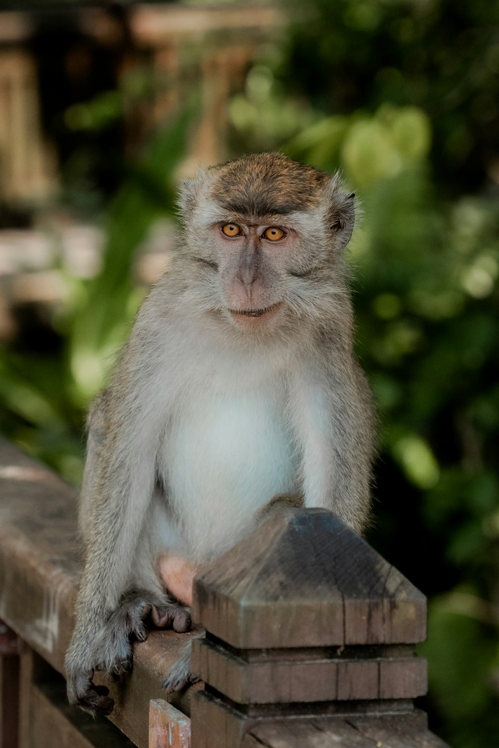 una scimmia seduta sopra una staccionata di legno