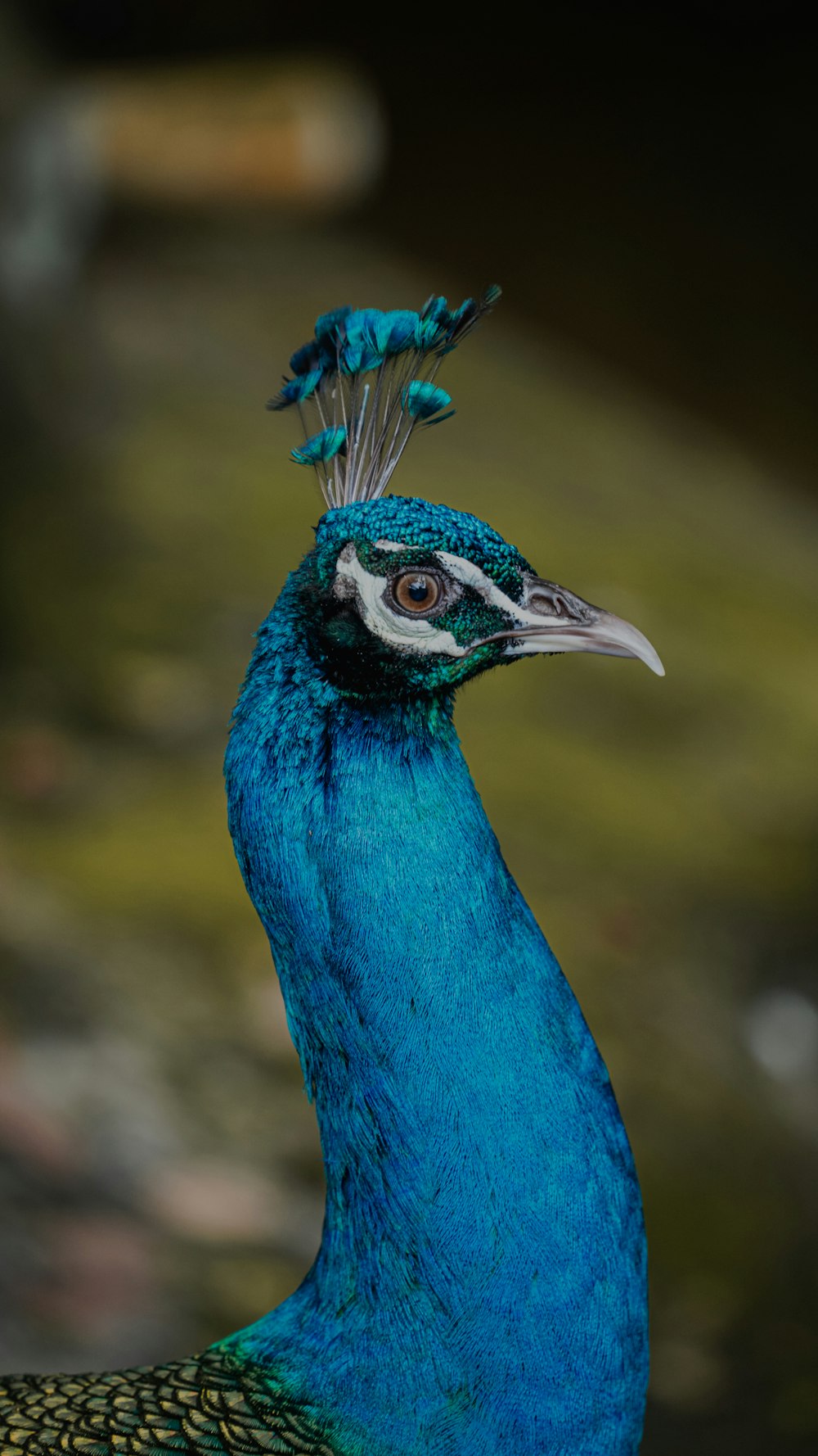 a blue bird with a feather on its head