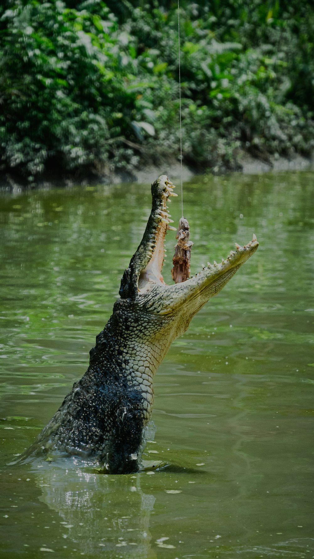 a large alligator is in the water with a toy