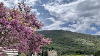 a tree with purple flowers in front of a mountain