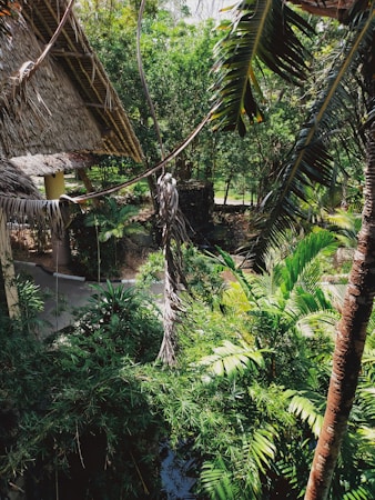 Lush tropical vegetation surrounds a thatched-roof structure, with various shades of green from palm leaves, bamboo, and other dense foliage. Sunlight filters through the trees, creating patches of light and shadow on the ground.