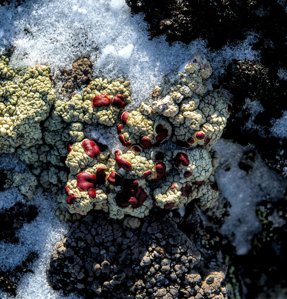 a close up of a plant covered in snow