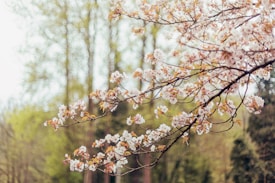 Delicate cherry blossoms on slender branches appear against a softly blurred background of trees. The petals are a gentle pink with hints of white, creating a serene, springtime feel.