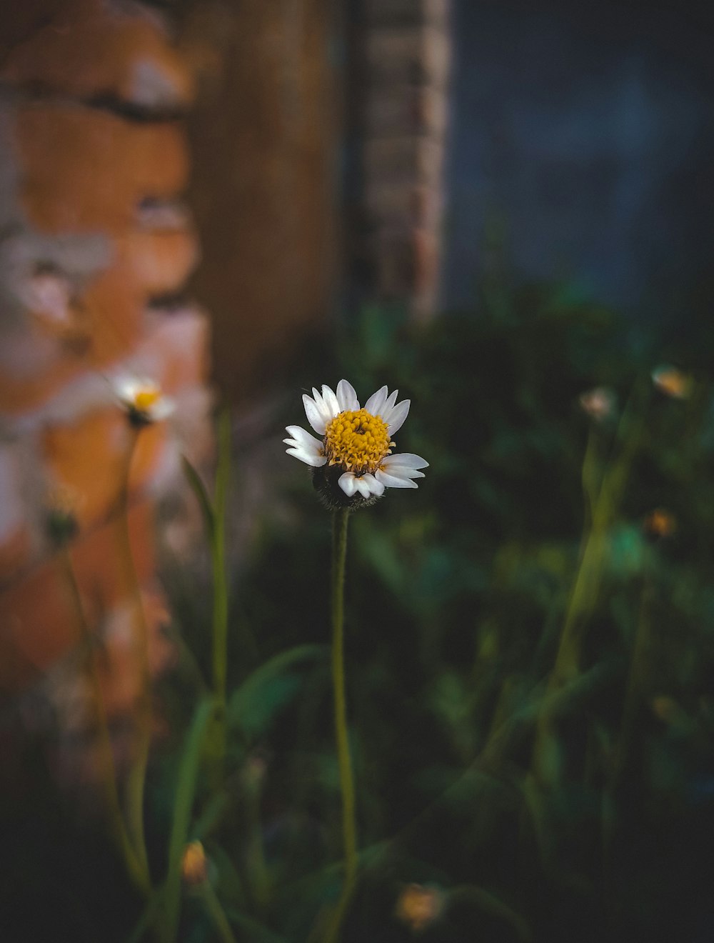 a white flower with a yellow center in front of a brick wall