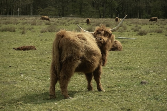 A large, shaggy Highland cow with long horns is prominently standing in a grassy field. Several other cows are scattered throughout the background, grazing or lying down. The setting is open countryside with sparse bushes and a forested area in the distance under a cloudy sky.