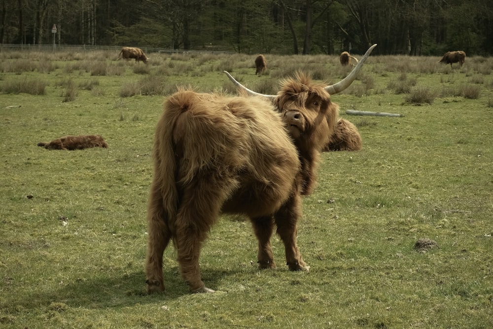 a couple of animals that are standing in the grass