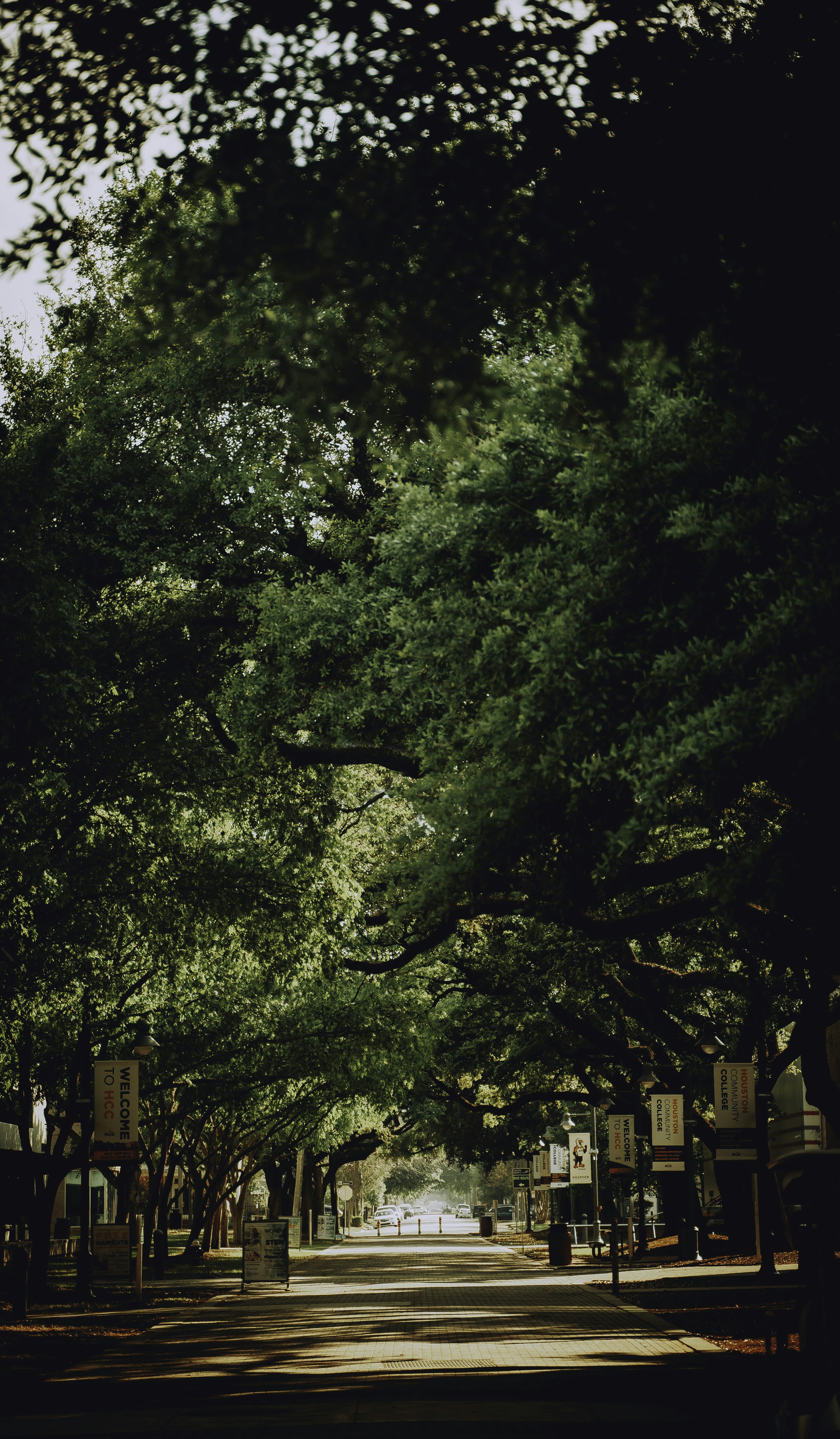 a street lined with lots of green trees