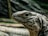 A close-up of a reptile, likely an iguana, with detailed scales and textured skin. The background is blurred, emphasizing the reptile's profile, including its eye and facial structure.