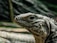 A close-up of a reptile, likely an iguana, with detailed scales and textured skin. The background is blurred, emphasizing the reptile's profile, including its eye and facial structure.