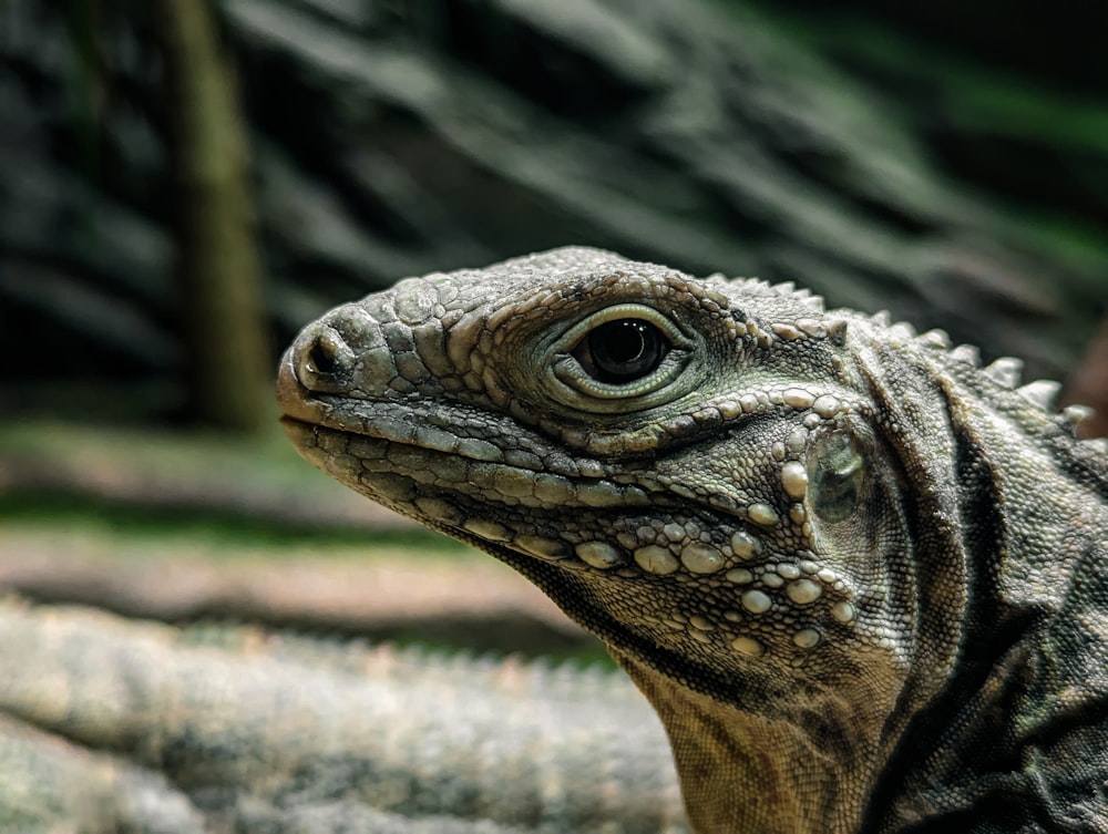 a close up of a large lizard near a tree