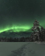 A serene snowy forest path illuminated by soft northern lights in the night sky