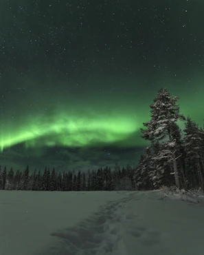 A serene snowy forest path illuminated by soft northern lights in the night sky