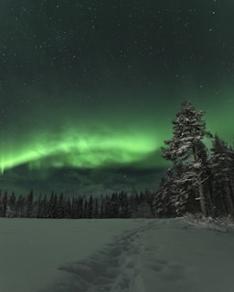 A serene winter landscape featuring a mesmerizing display of the northern lights. The sky is filled with green auroras, creating a magical ambiance. The foreground is covered in snow, with a path leading through a forest of pine trees dusted with snow.
