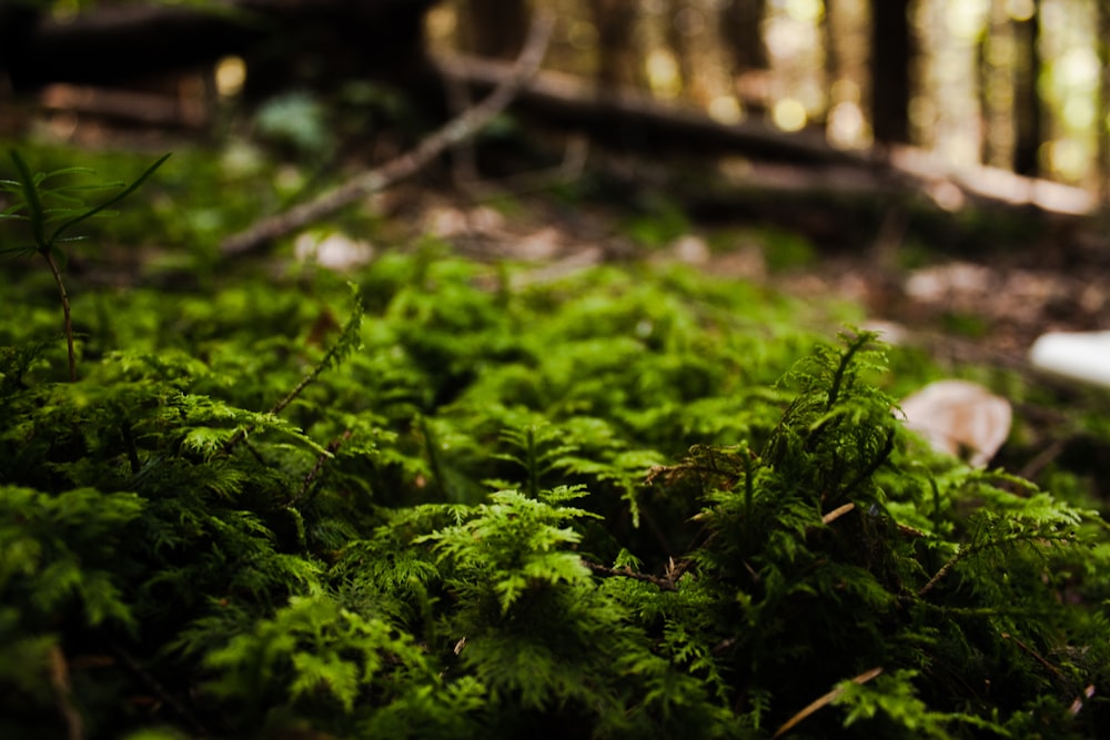 a forest filled with lots of green plants