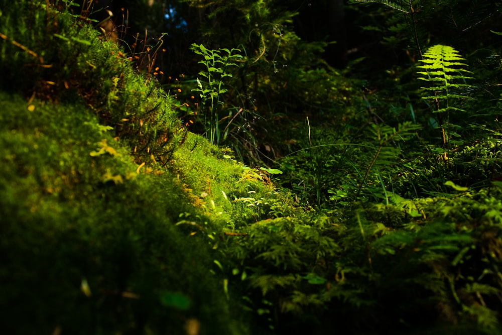 a lush green forest filled with lots of trees