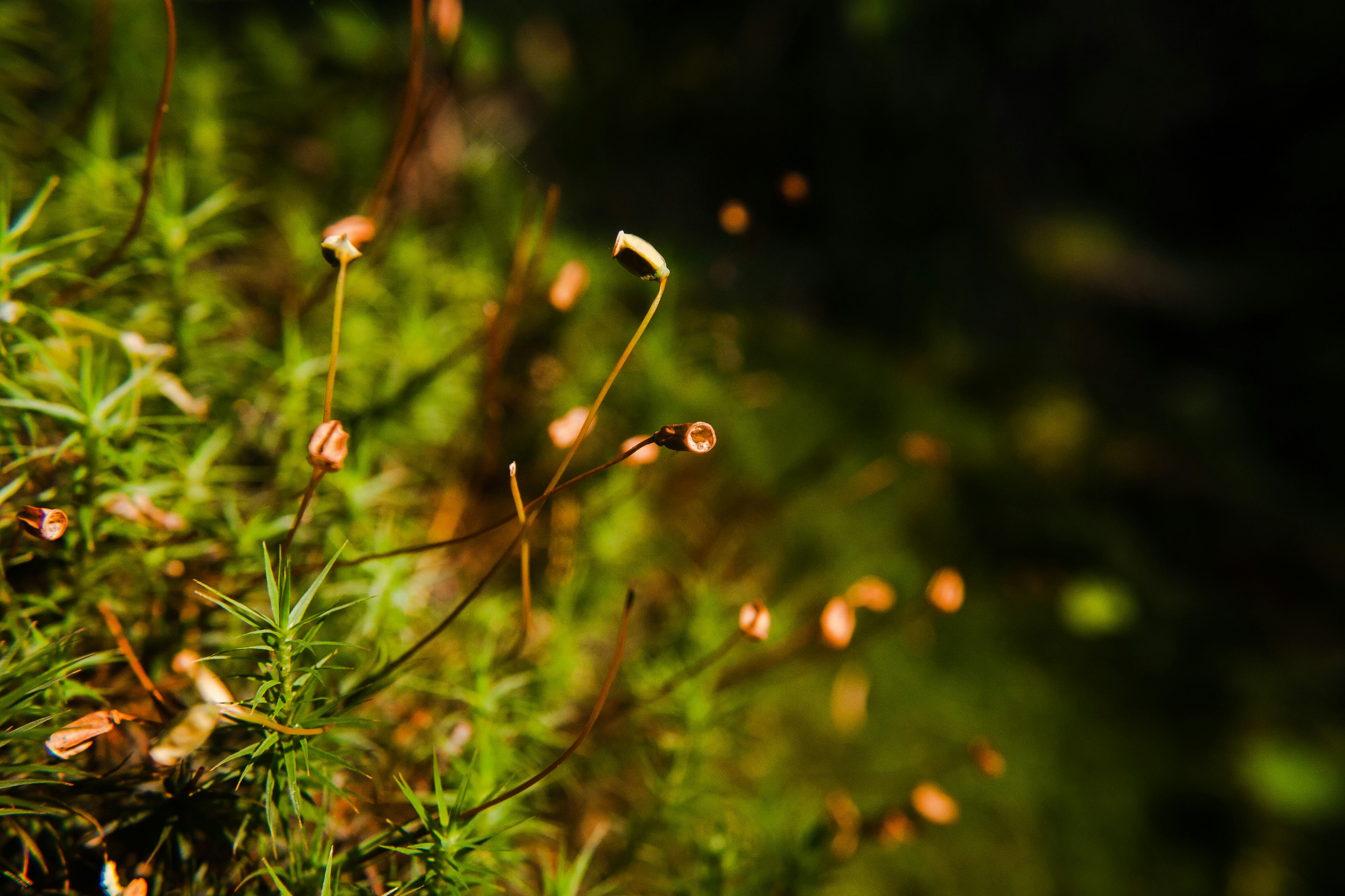 Photo by lumitar_legends