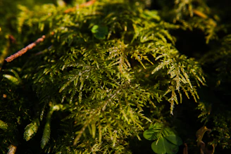 Close-up of a moss lawn creating a rich, velvety ground cover in a shaded garden.