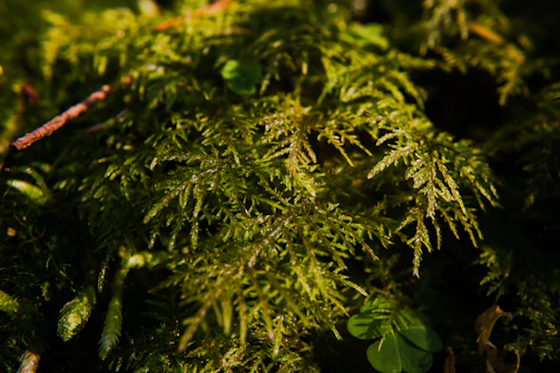 Close-up of a moss lawn creating a rich, velvety ground cover in a shaded garden.
