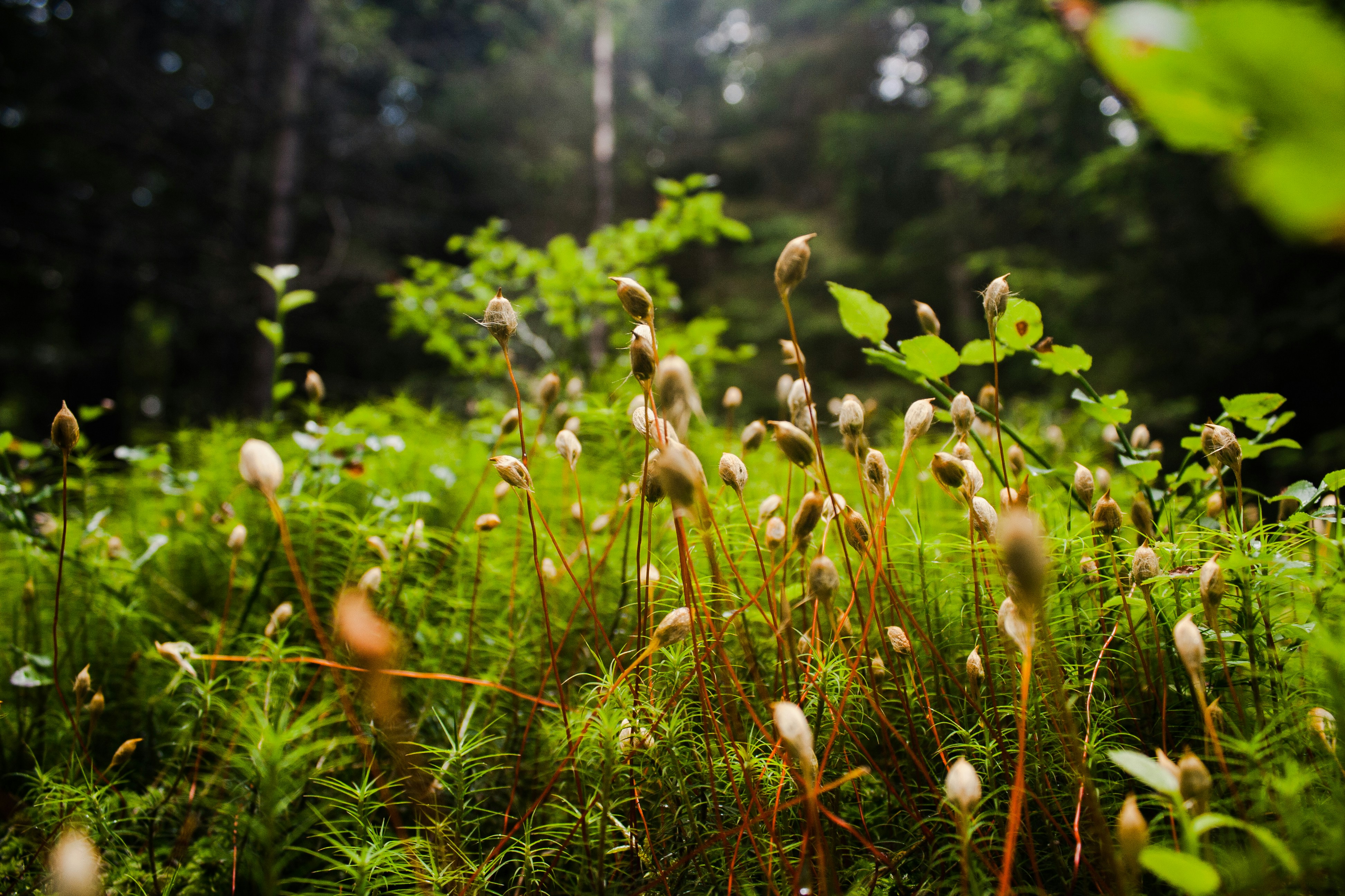 Photo by lumitar_legends