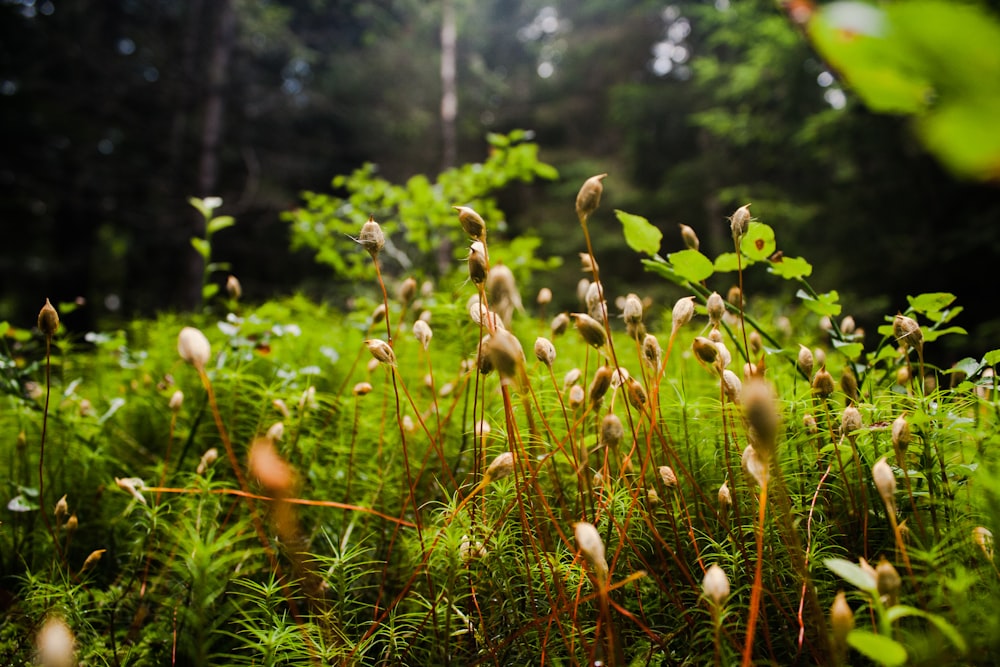 a lush green forest filled with lots of plants