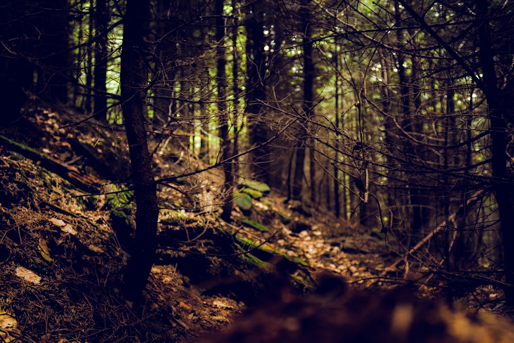 a forest filled with lots of tall trees