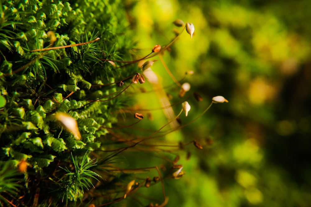 a close up of a green mossy wall