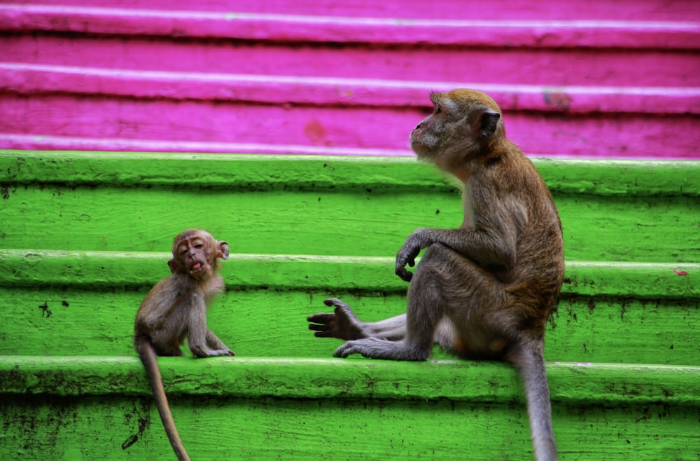 a couple of monkeys sitting on top of green steps