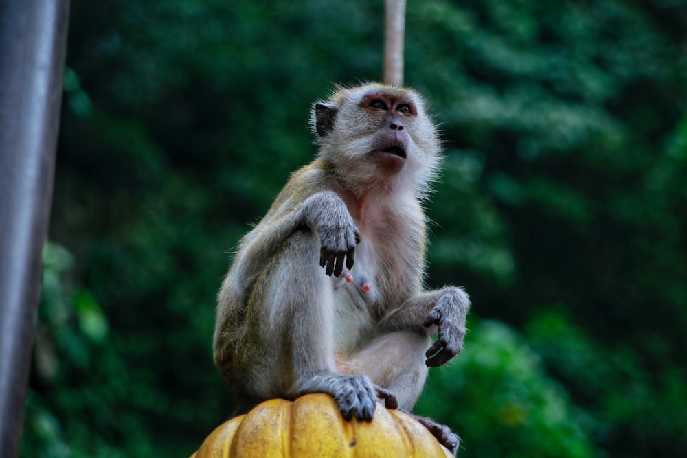 a monkey sitting on top of a banana