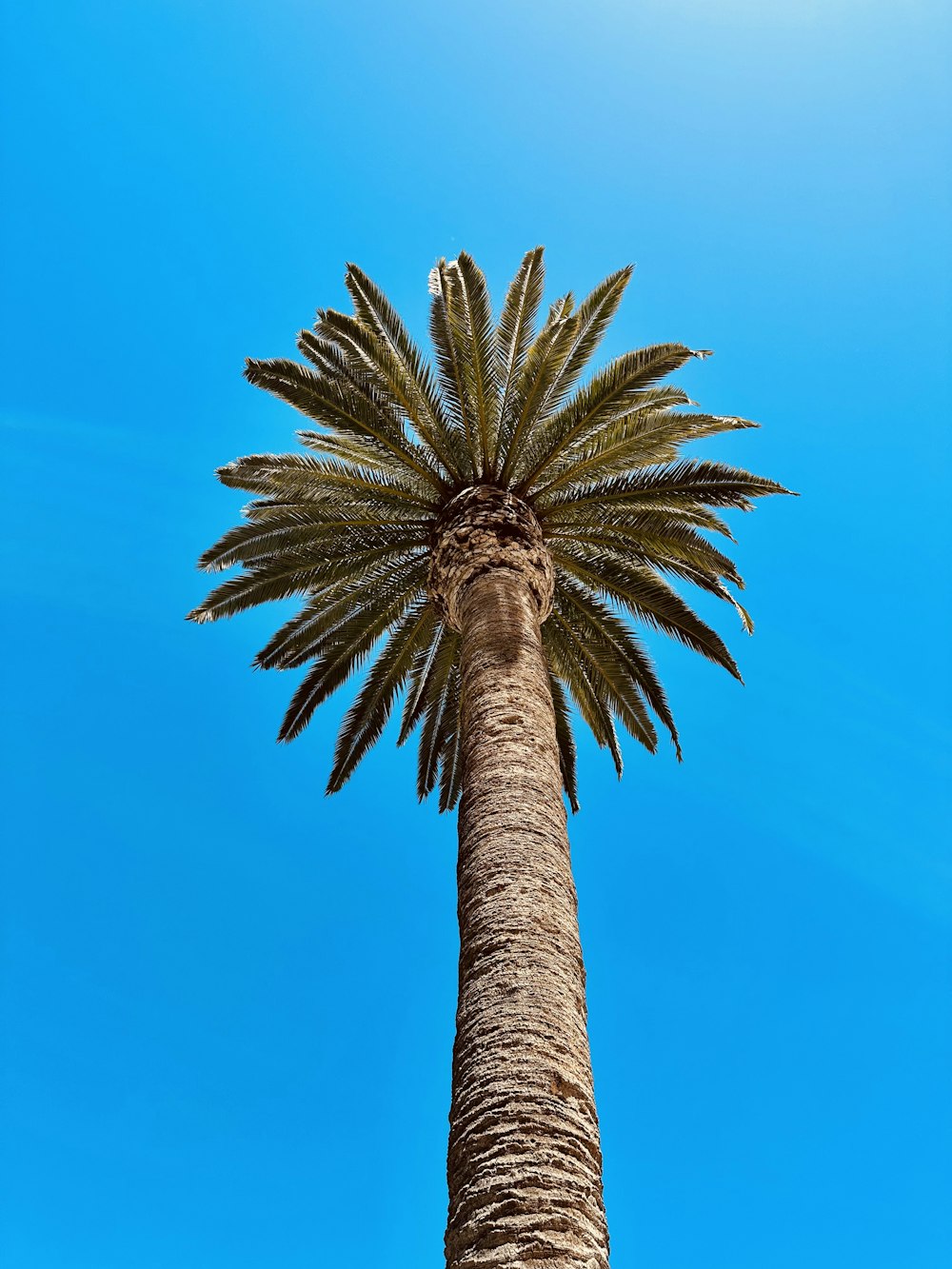 a palm tree with a blue sky in the background