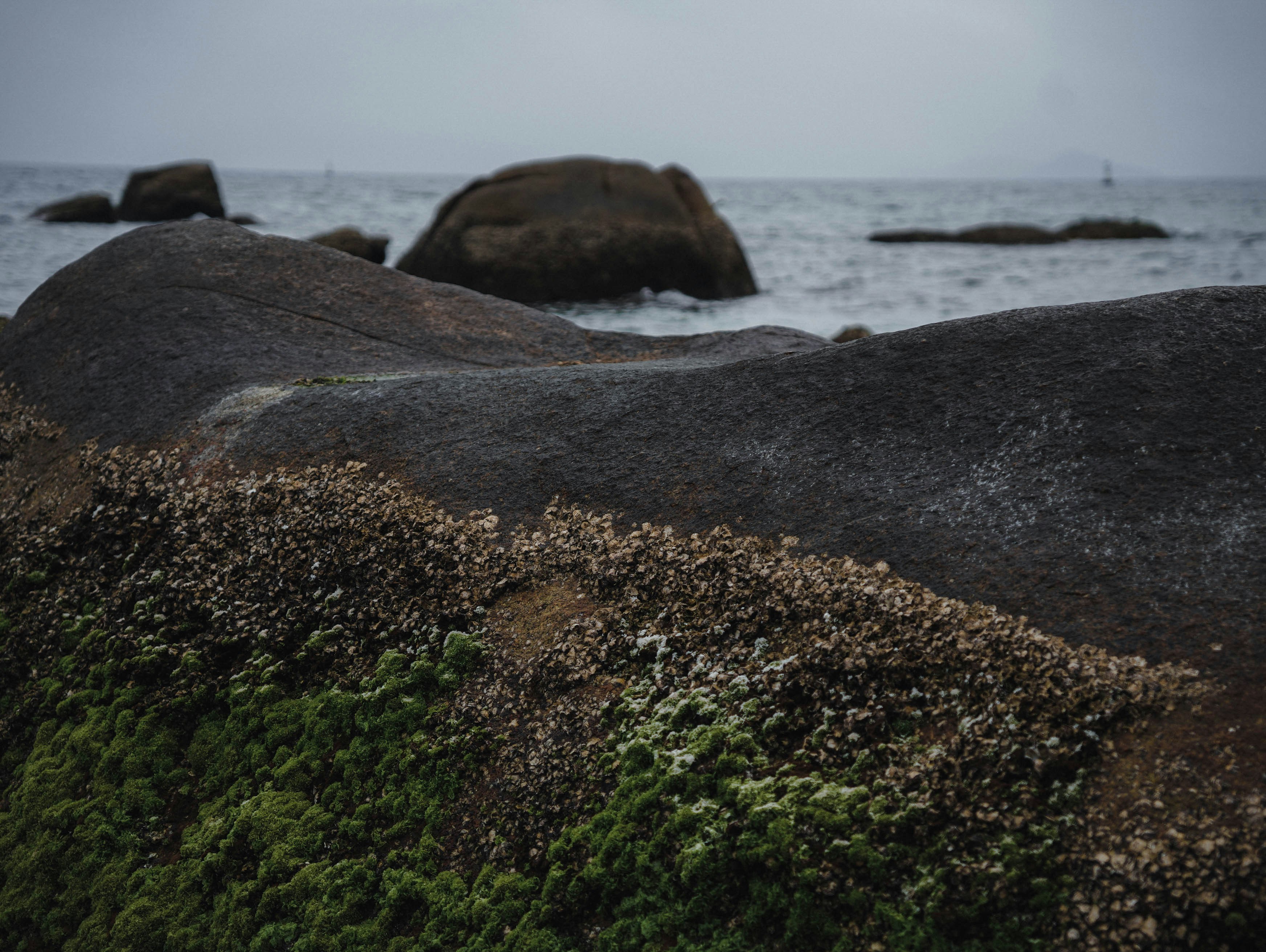 a rock covered in moss next to the ocean