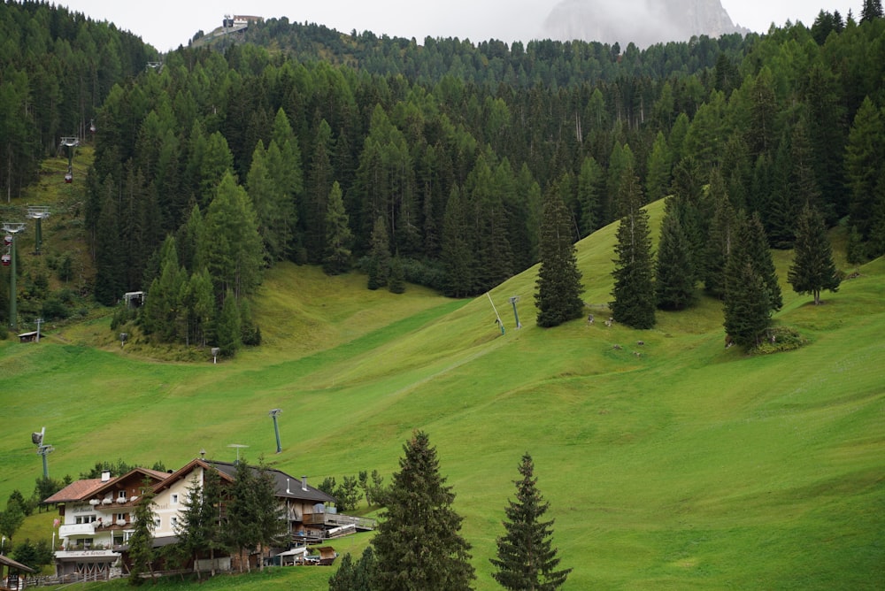 a lush green hillside covered in lots of trees