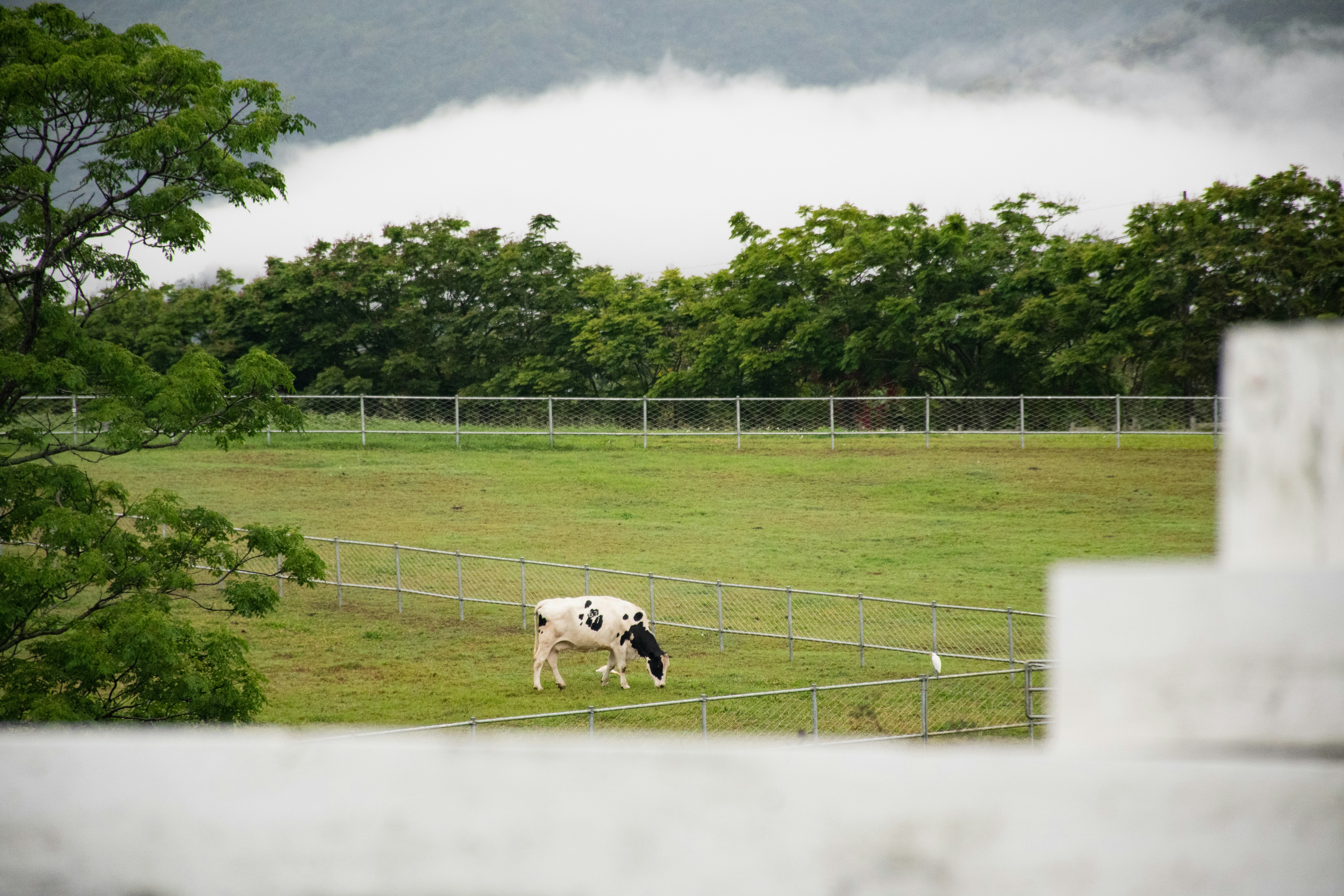 A black and white cow standing on top of a lush green field photo ...
