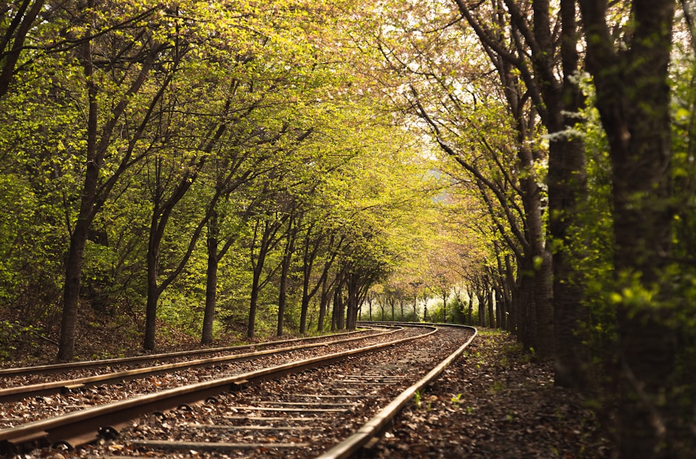 a train track in the middle of a wooded area