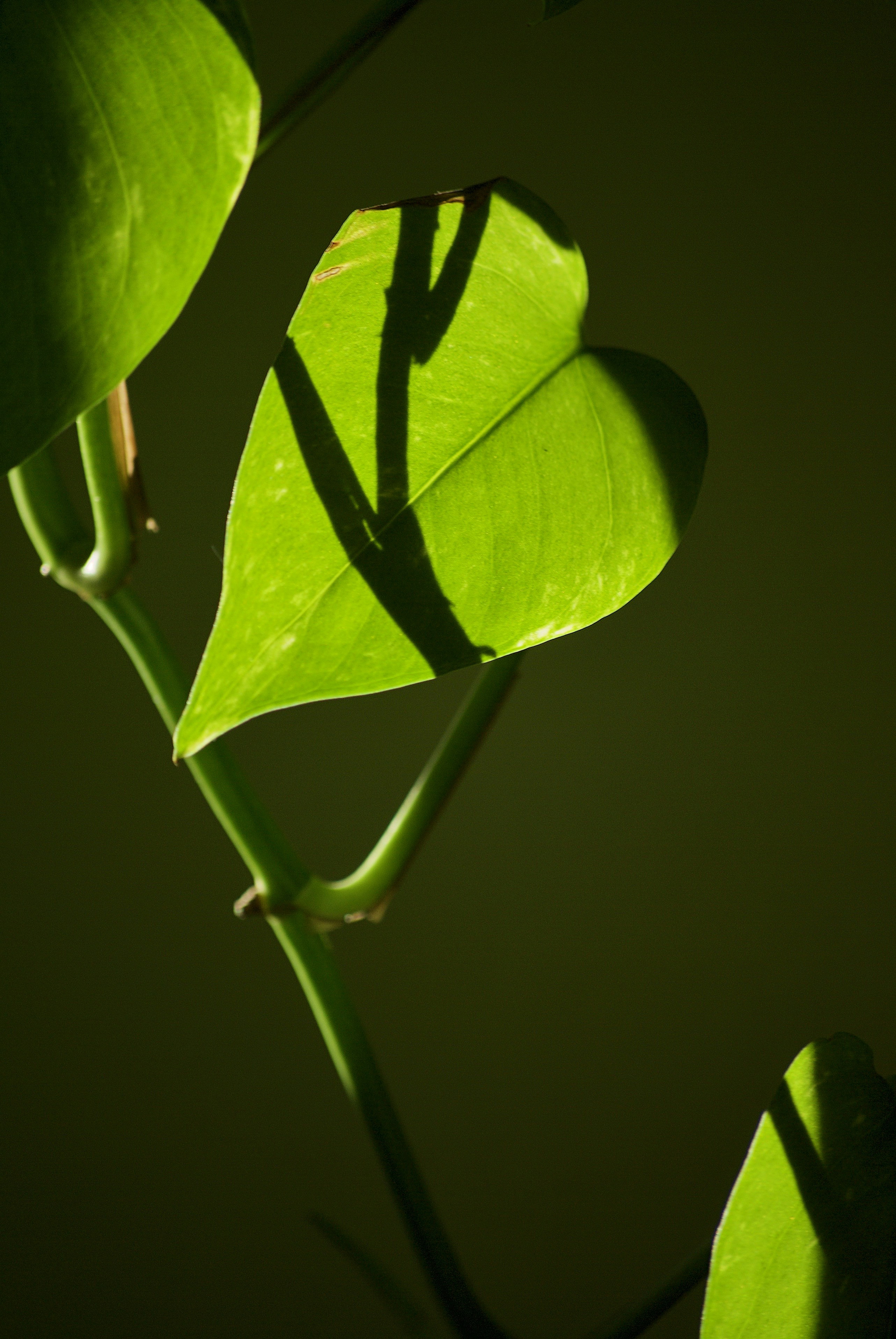 Photo by mariobeducci