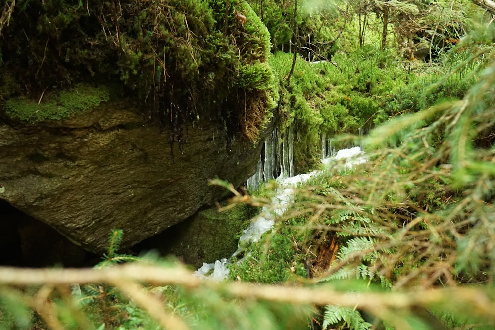 a stream running through a lush green forest