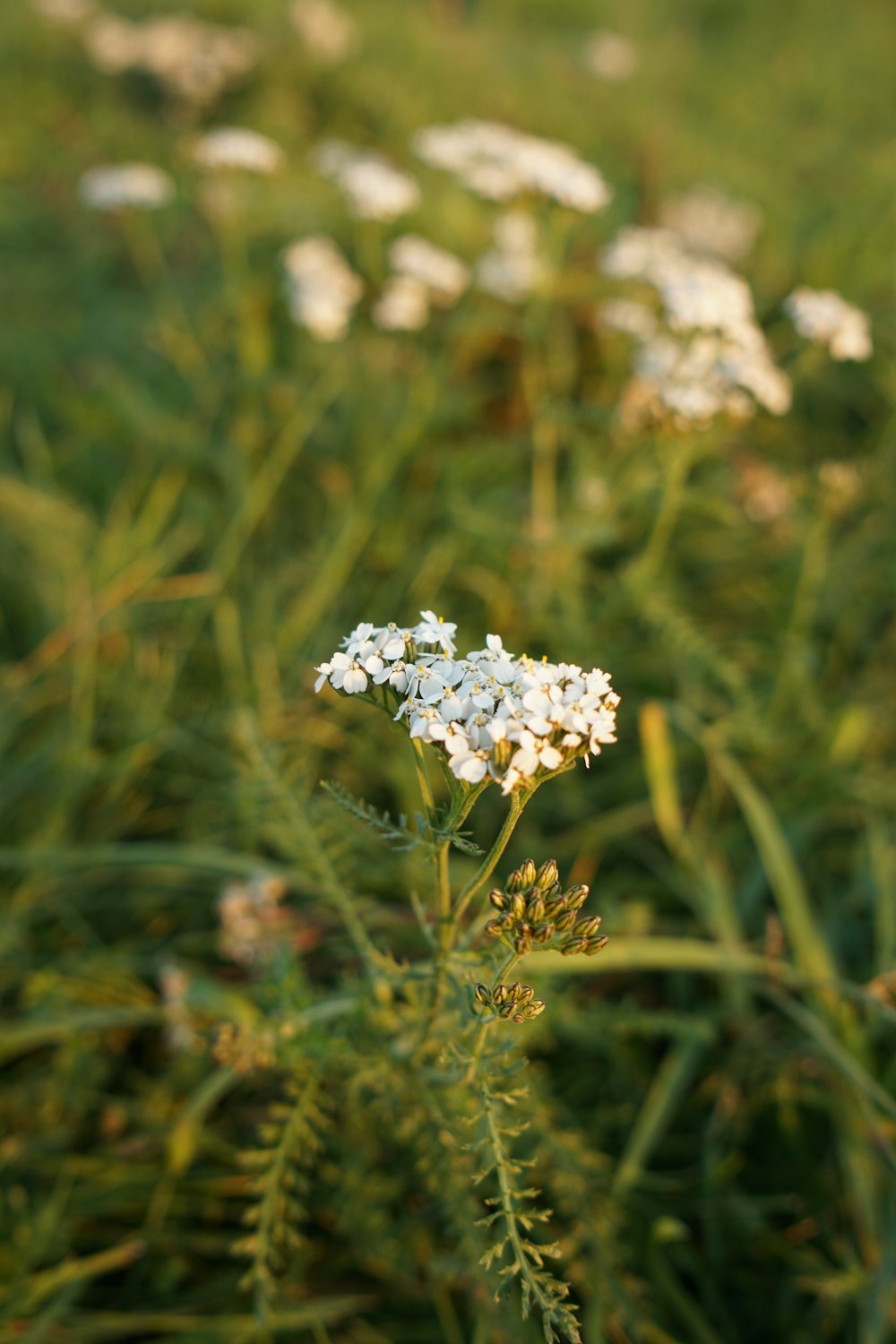 a bunch of flowers that are in the grass