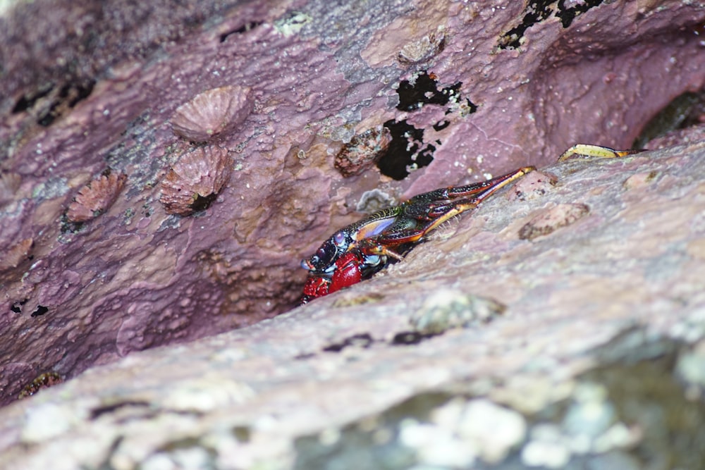 a close up of a red and black insect on a rock