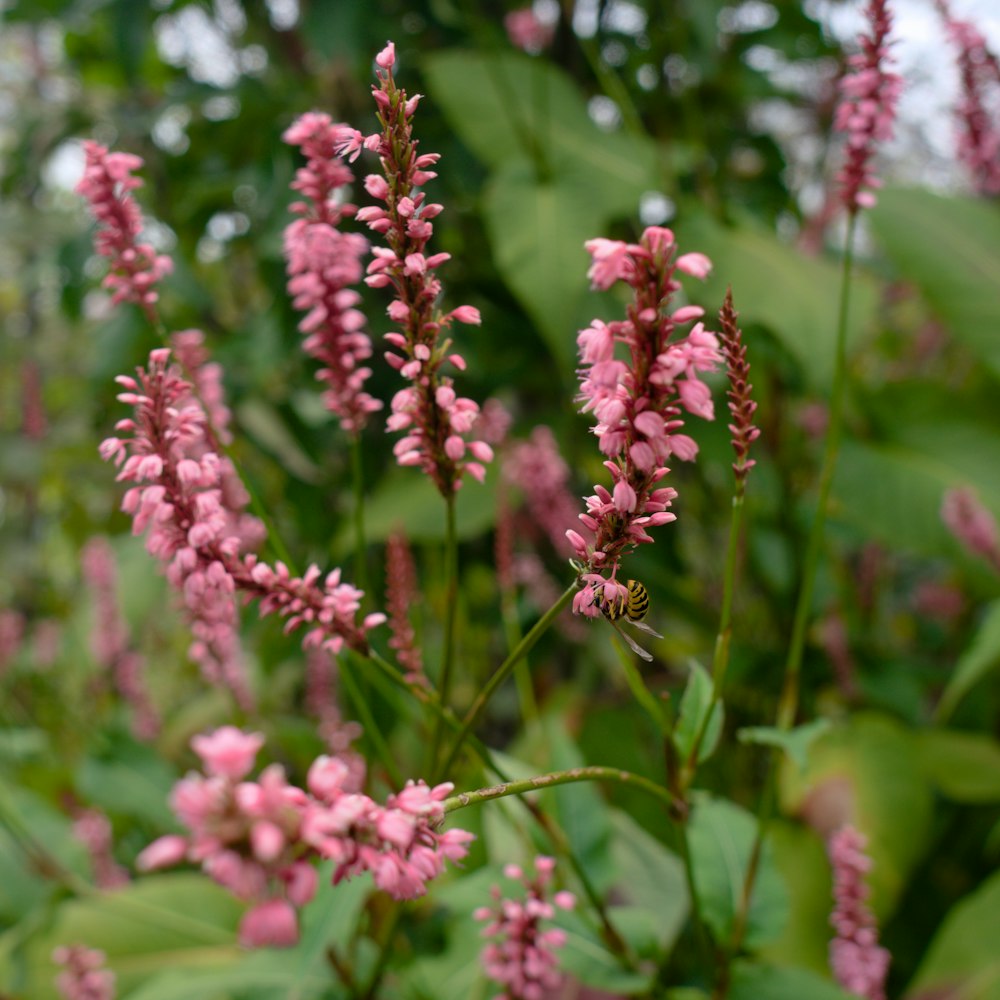 a bunch of pink flowers that are in the grass