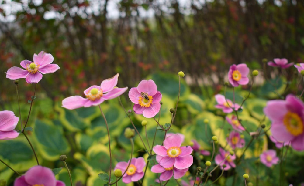 a field full of pink flowers next to a forest