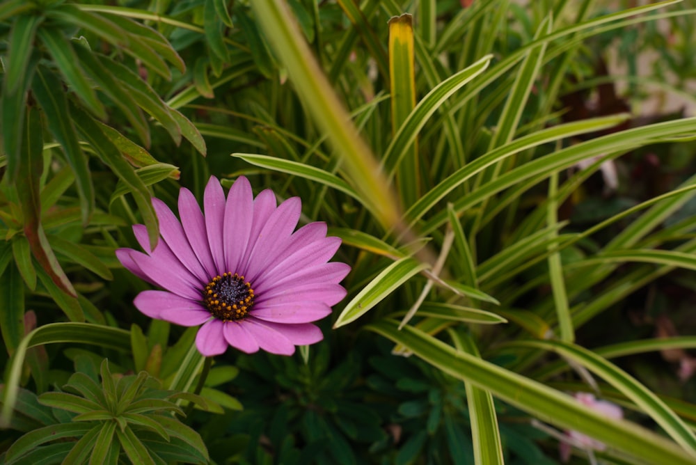 a purple flower is in the middle of some green plants