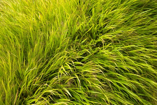 Lush, vibrant green grasses are densely packed, with their long, slender blades curving and intertwining naturally.