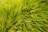 Lush, vibrant green grasses are densely packed, with their long, slender blades curving and intertwining naturally.