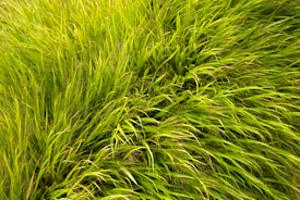 Lush, vibrant green grasses are densely packed, with their long, slender blades curving and intertwining naturally.