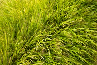 Lush, vibrant green grasses are densely packed, with their long, slender blades curving and intertwining naturally.